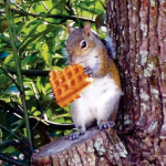 Cobalt Strike distribuito con nuovo malware Squirrelwaffle