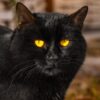 Nuova variante Sphynx migliora il ransomware di BlackCat
