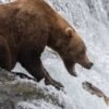 BigBear 2.0: la piattaforma di phishing-as-a-service che aggira anche l’MFA di Microsoft 365